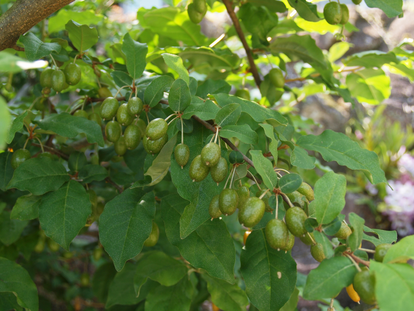 ビックリグミとブルーベリー