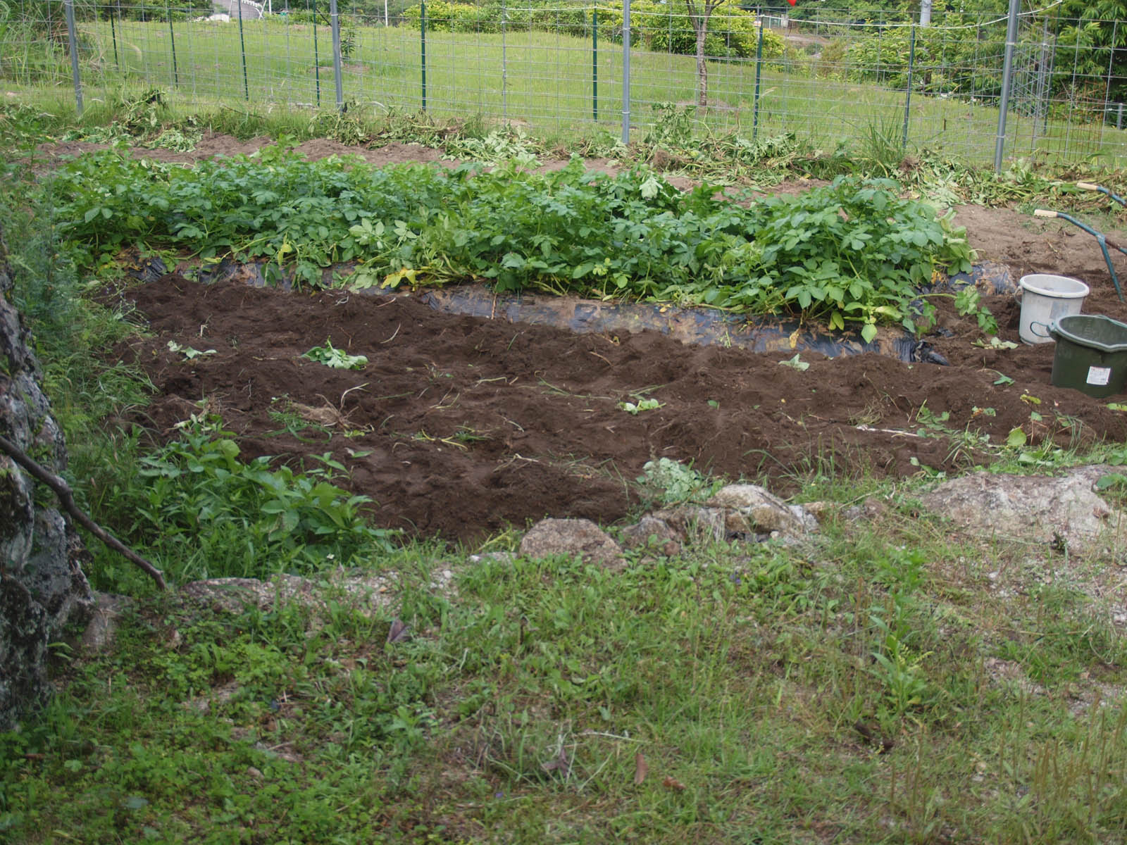 ジャガイモの収穫