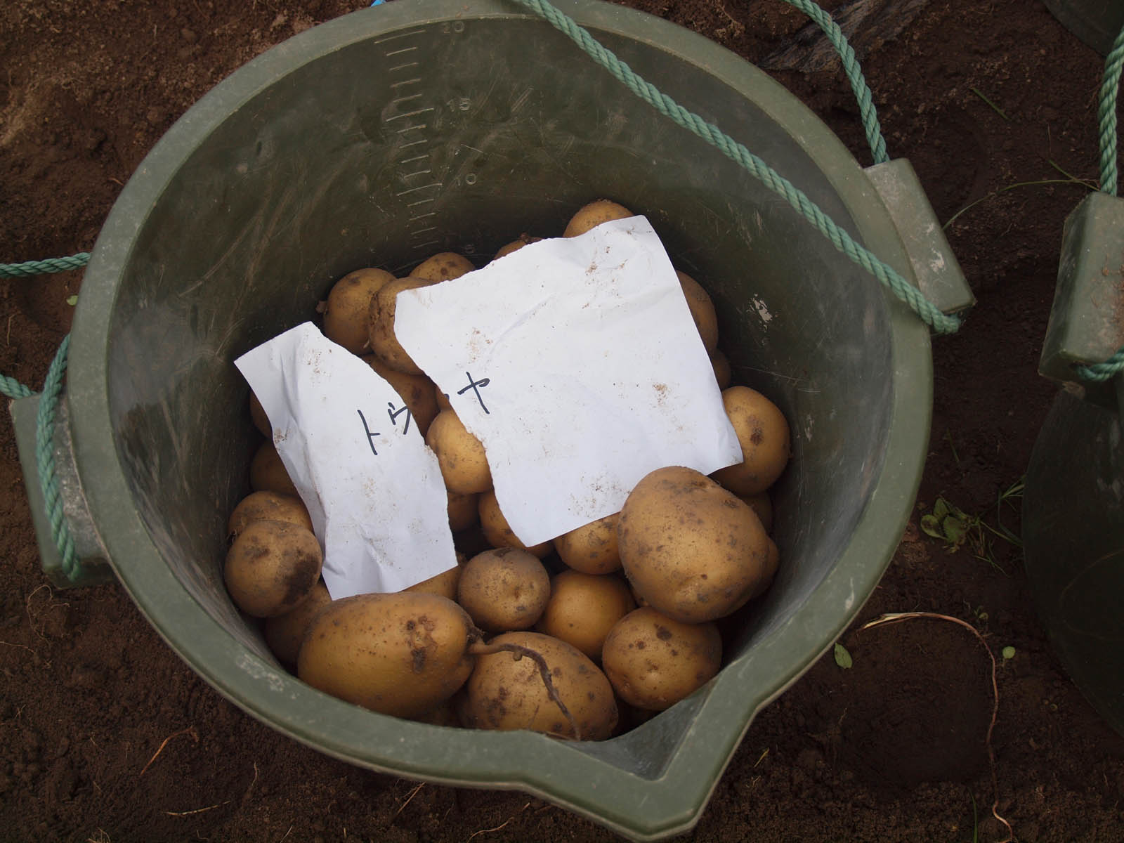 ジャガイモ収穫とユキノシタ