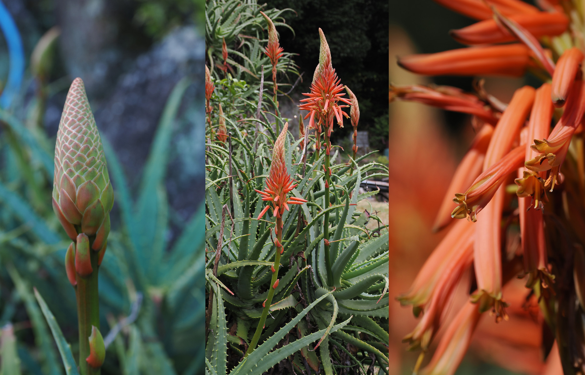 キダチアロエとローズマリー