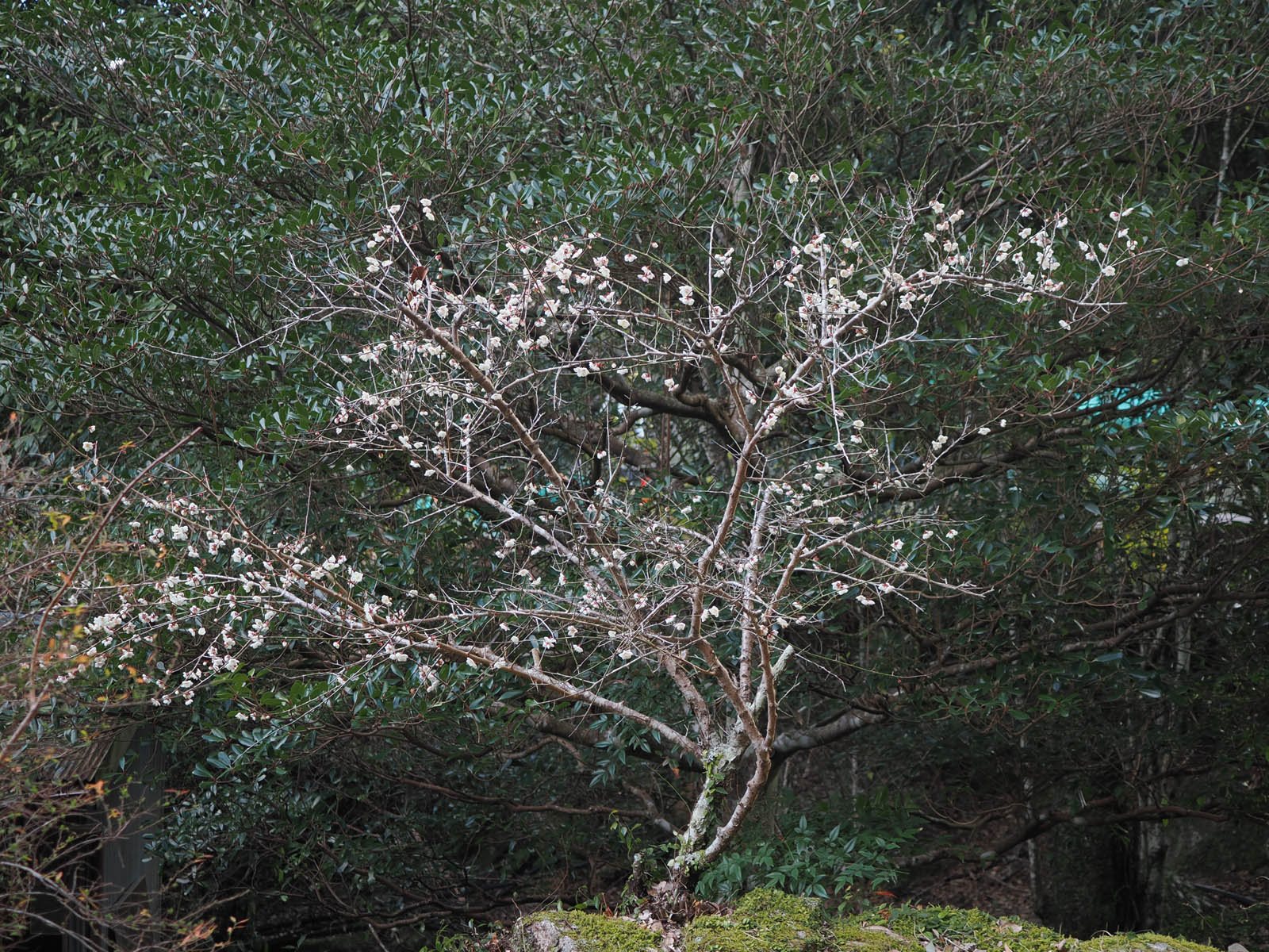 八重咲きニホンズイセンの開花