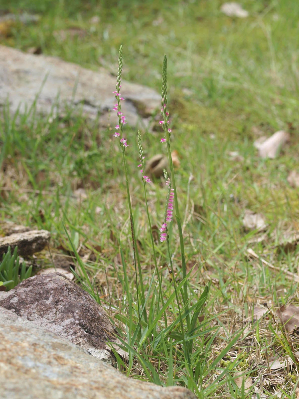 射撃練習とネジバナ