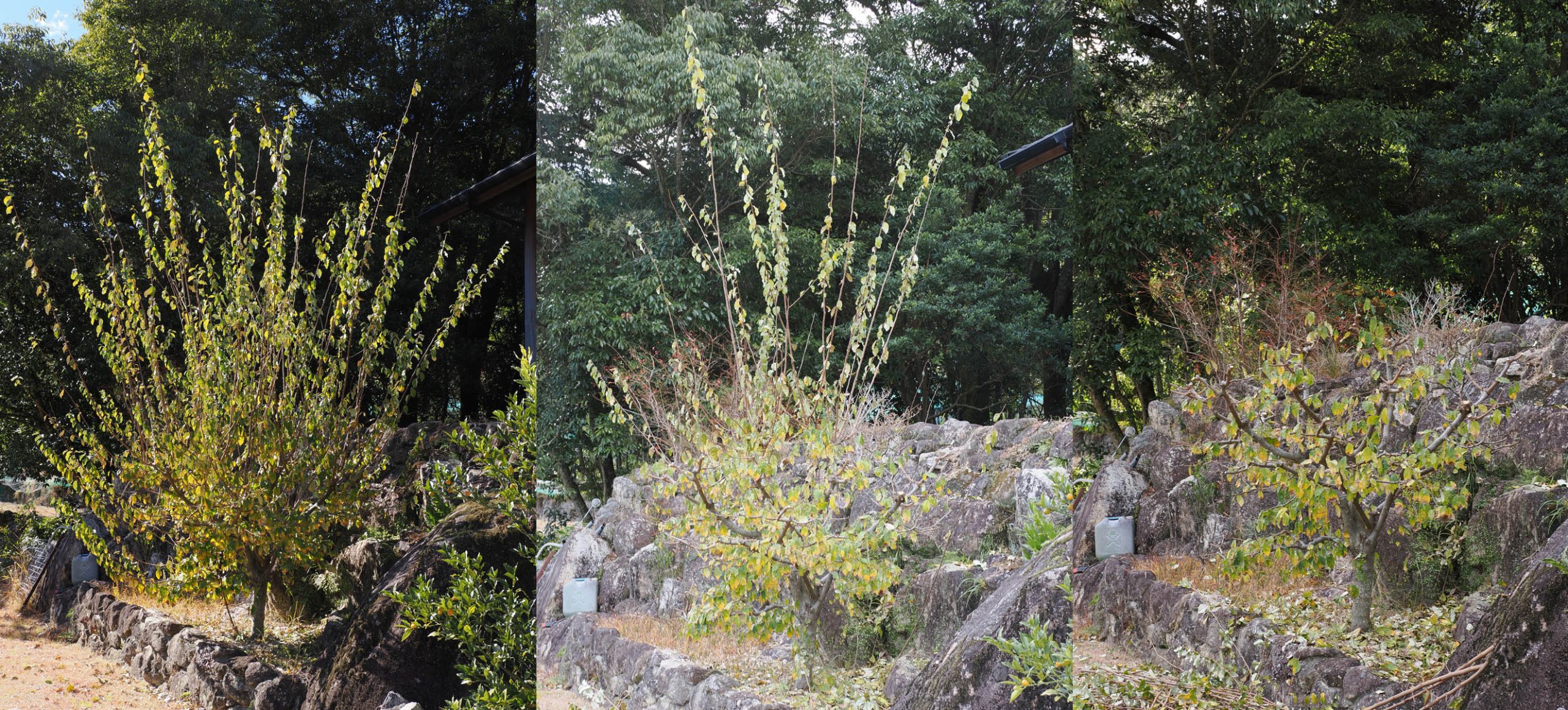 ビックリグミの剪定