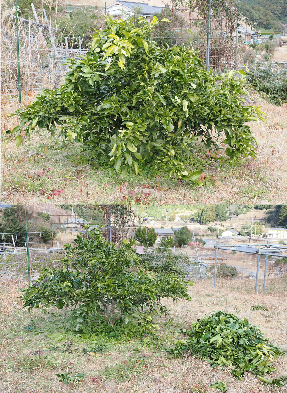 果樹の剪定と花の開花