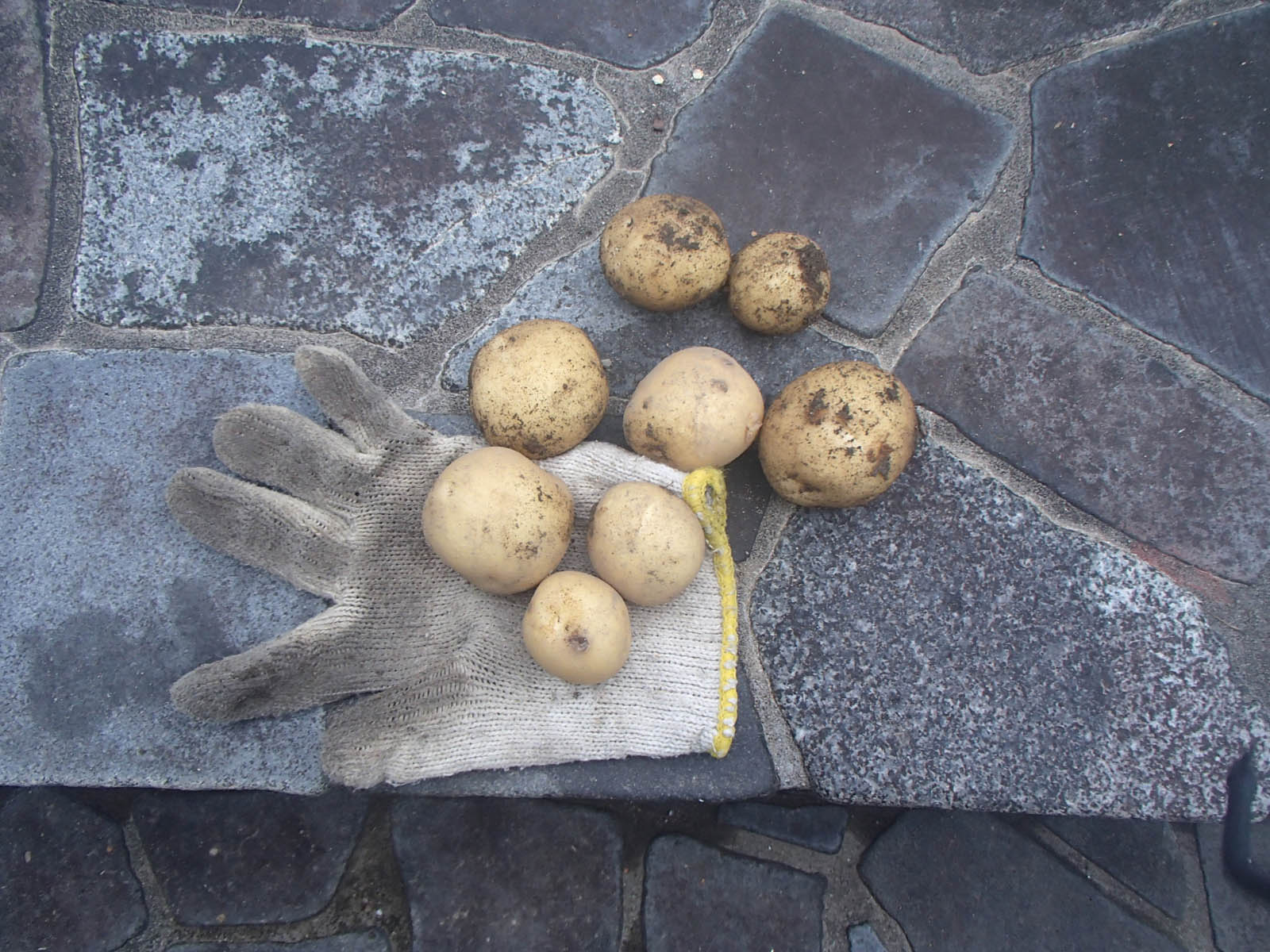 ジャガイモの食味