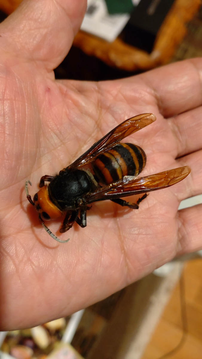 オオスズメバチ