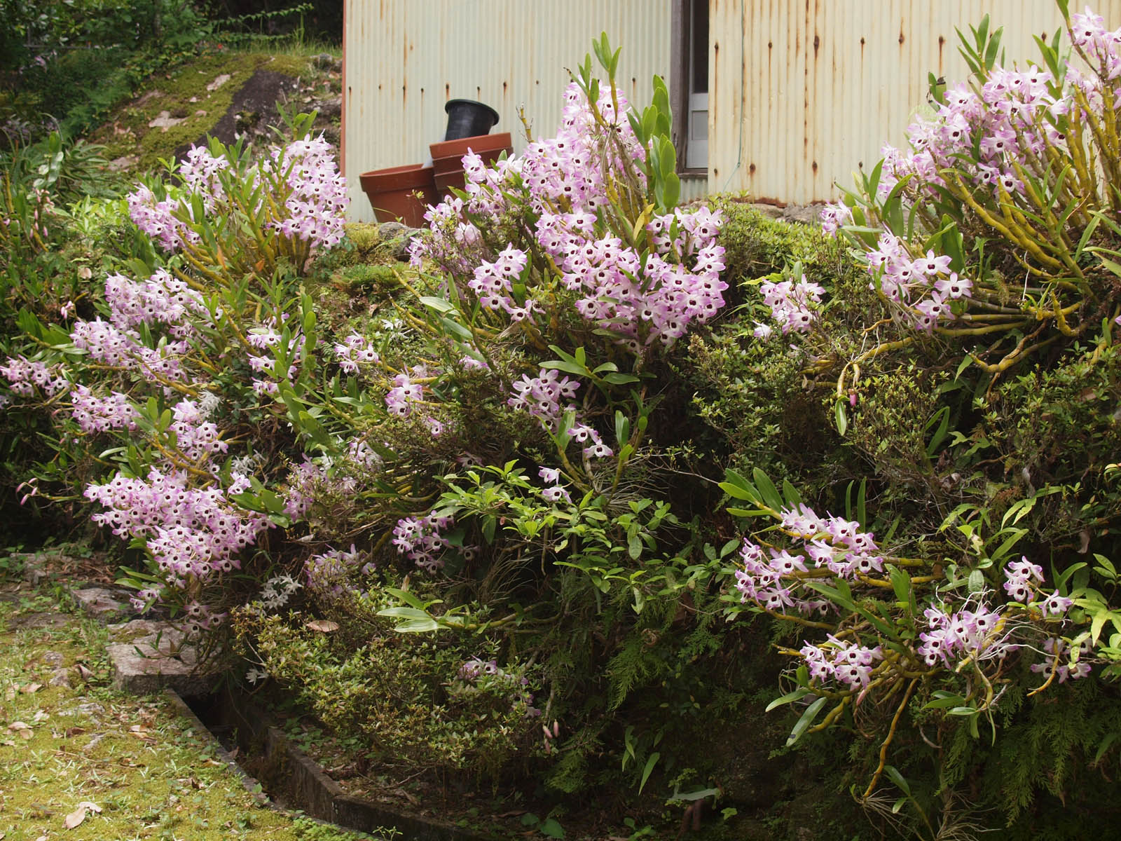 満開を迎えた蘭