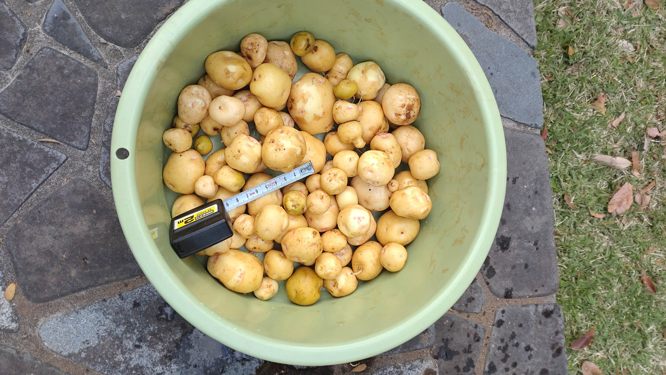 ジャガイモ収穫