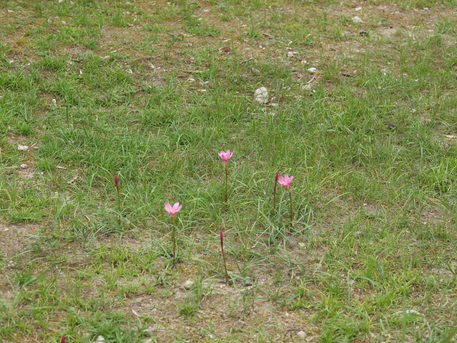 ゼフィランサスとフェイジョア