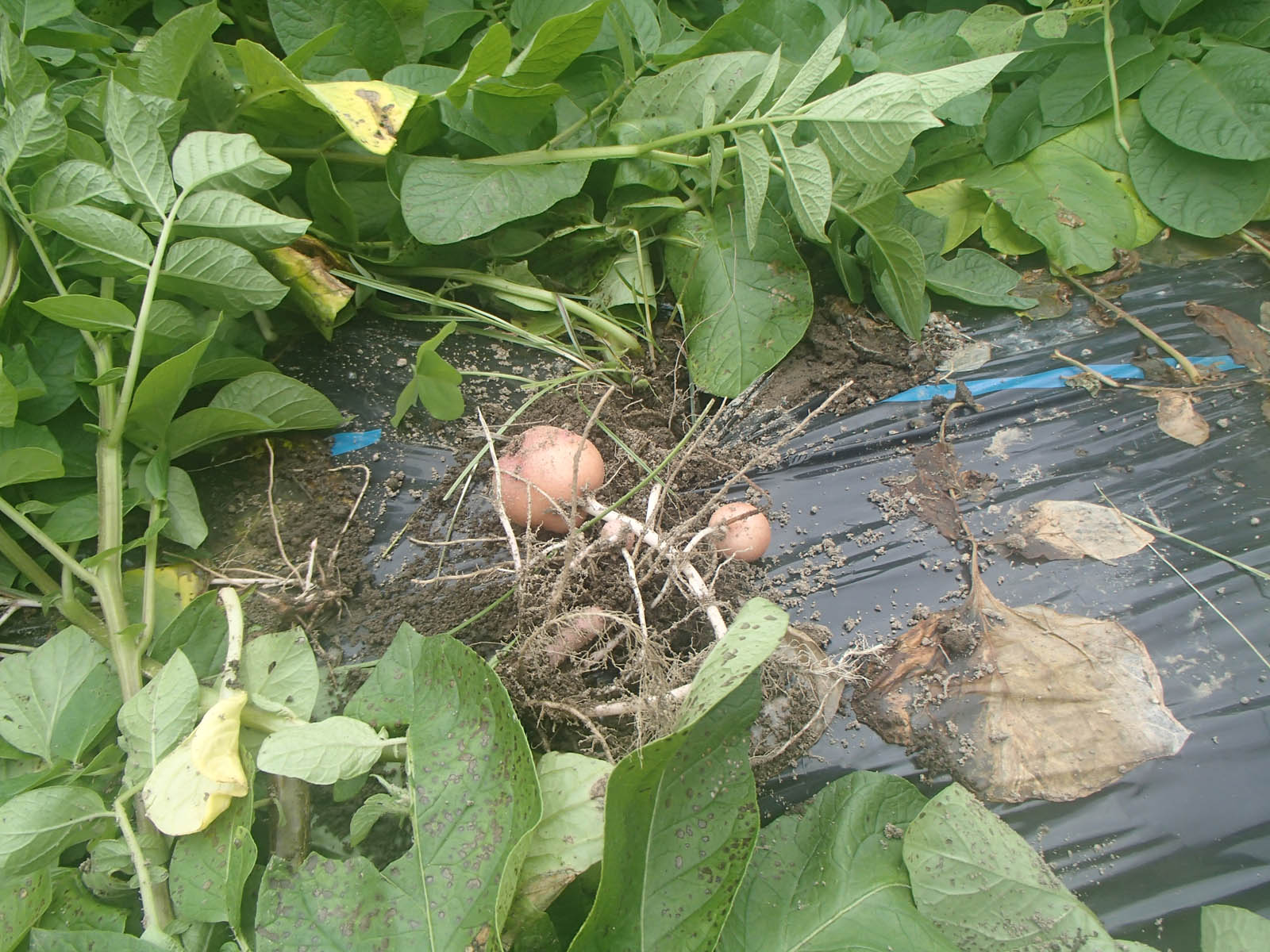 猿による被害状況