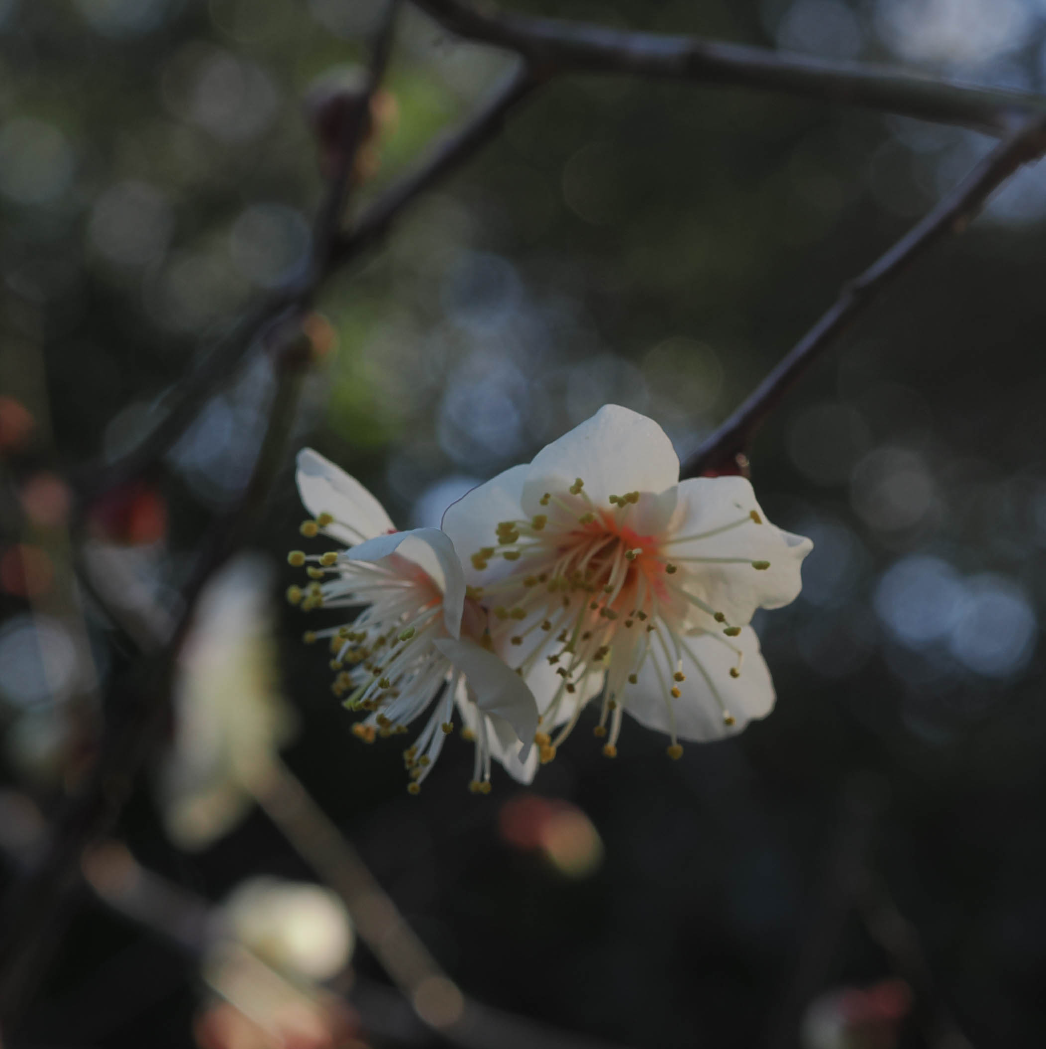 梅の開花