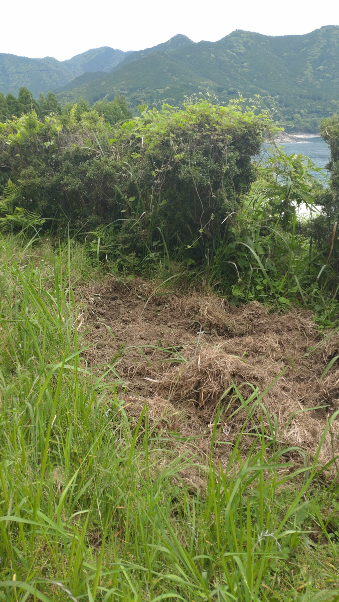 猪の出現とクチナシの花