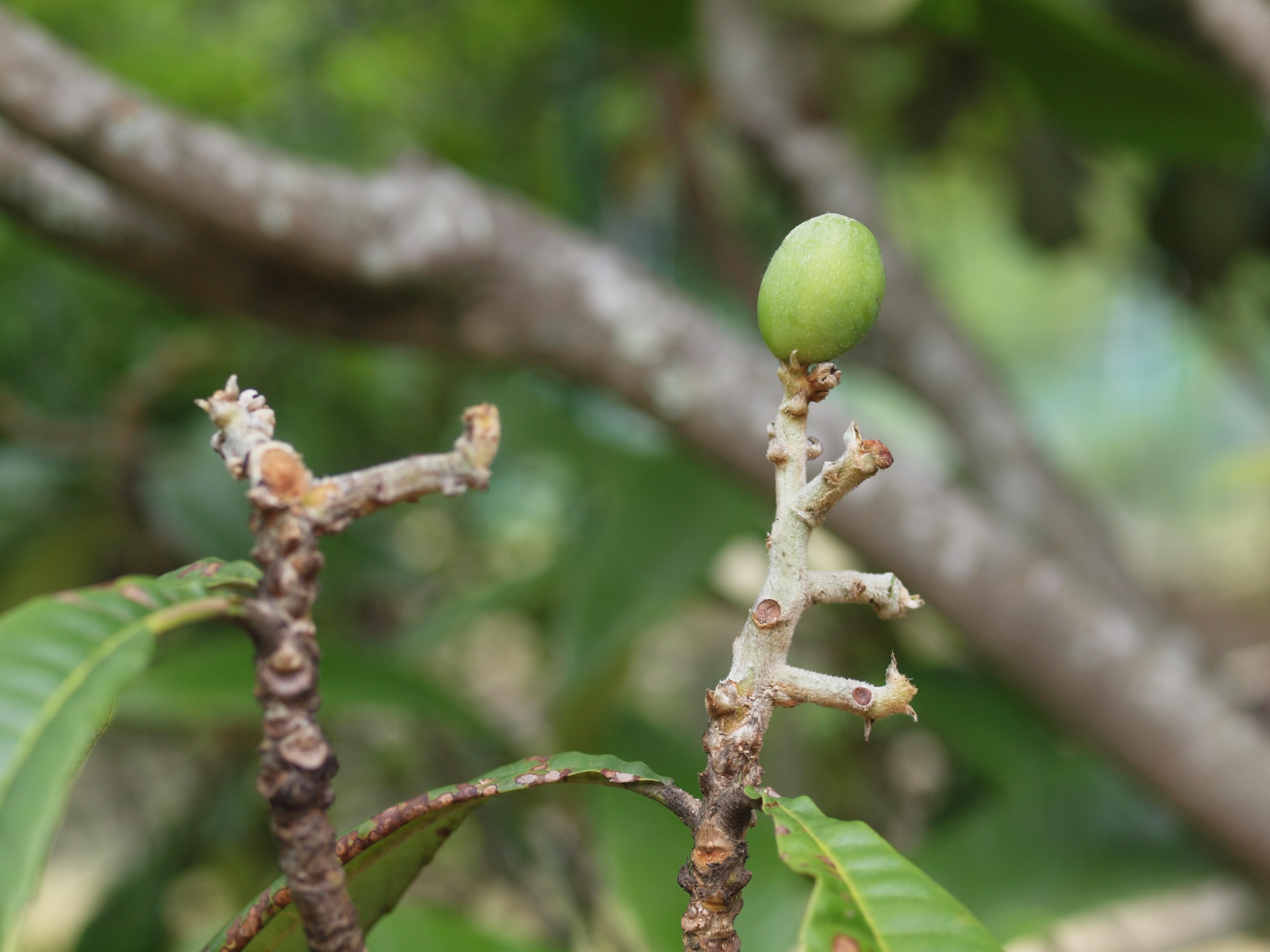 ビワへの食害とキンシバイ