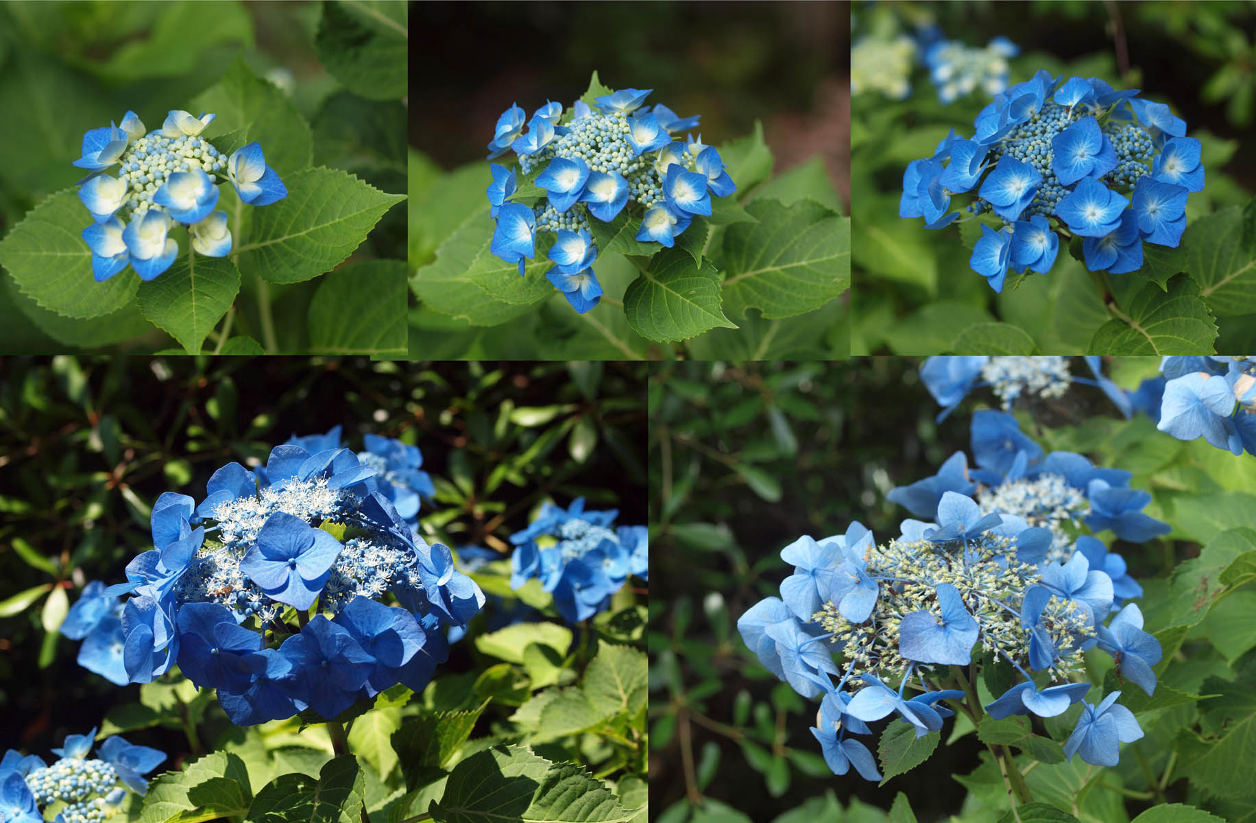 ガクアジサイの花の生長