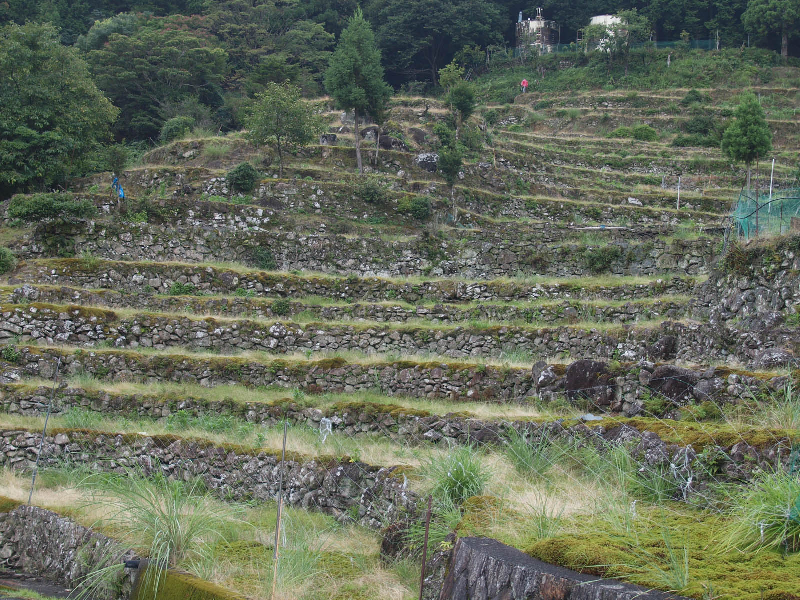 棚田跡の管理