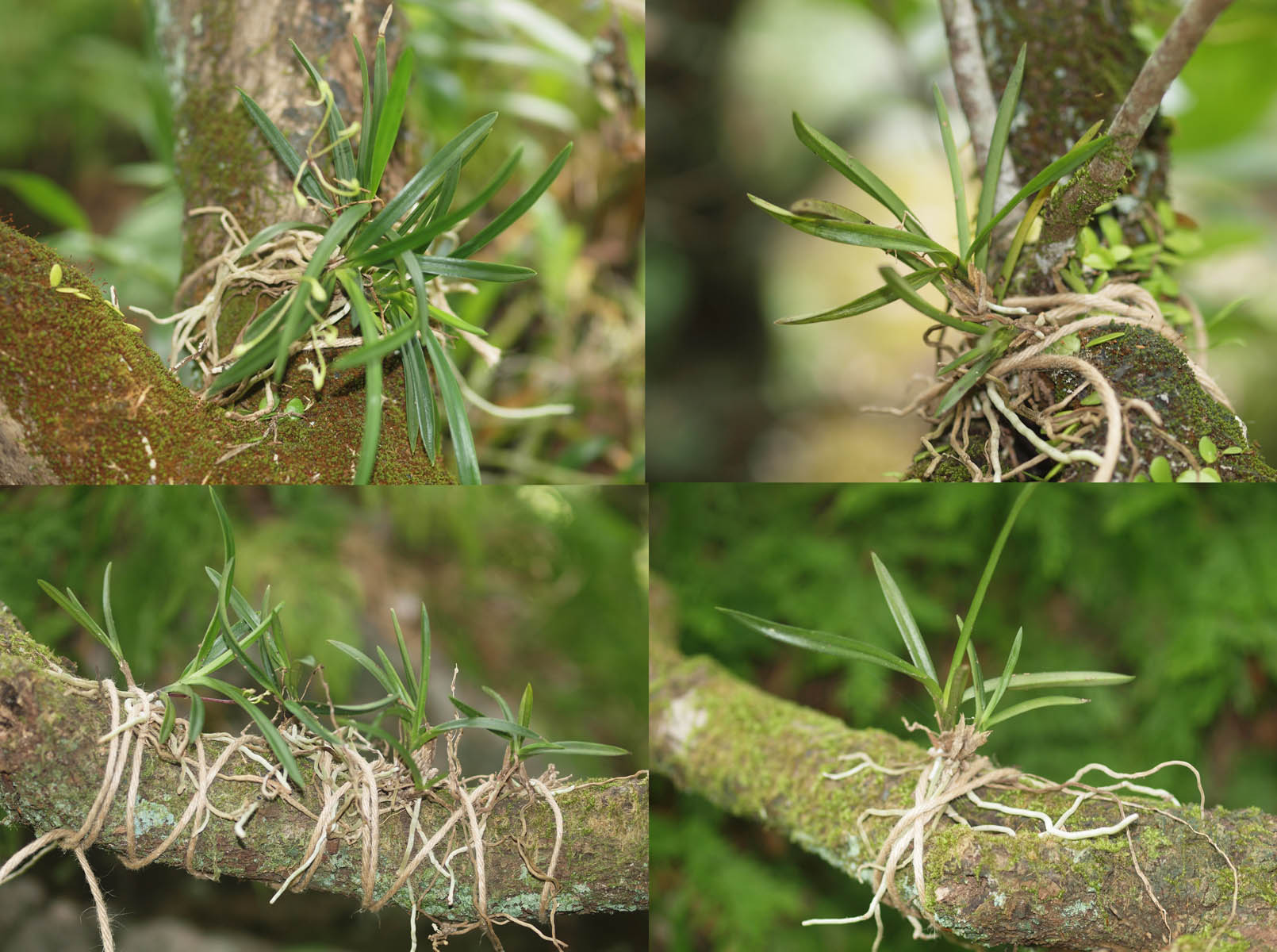 フウラン Vanda falcata
