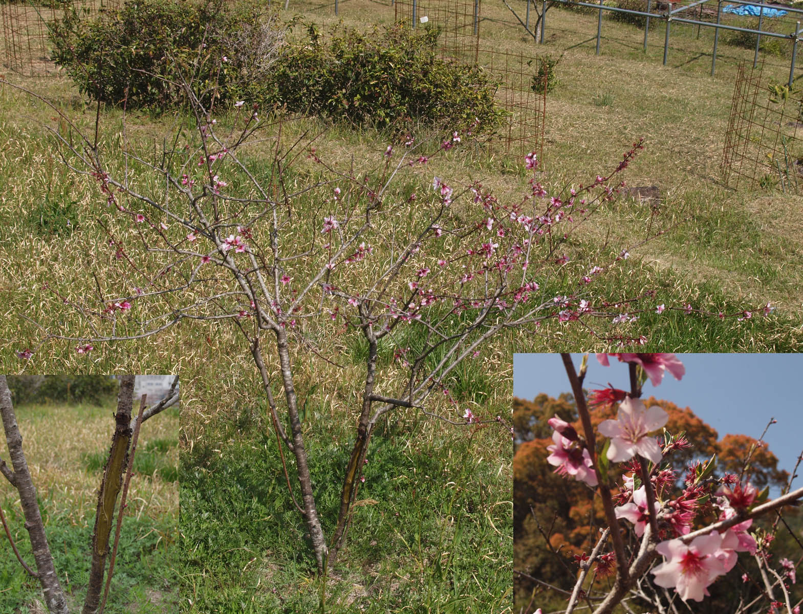 アーモンド収穫