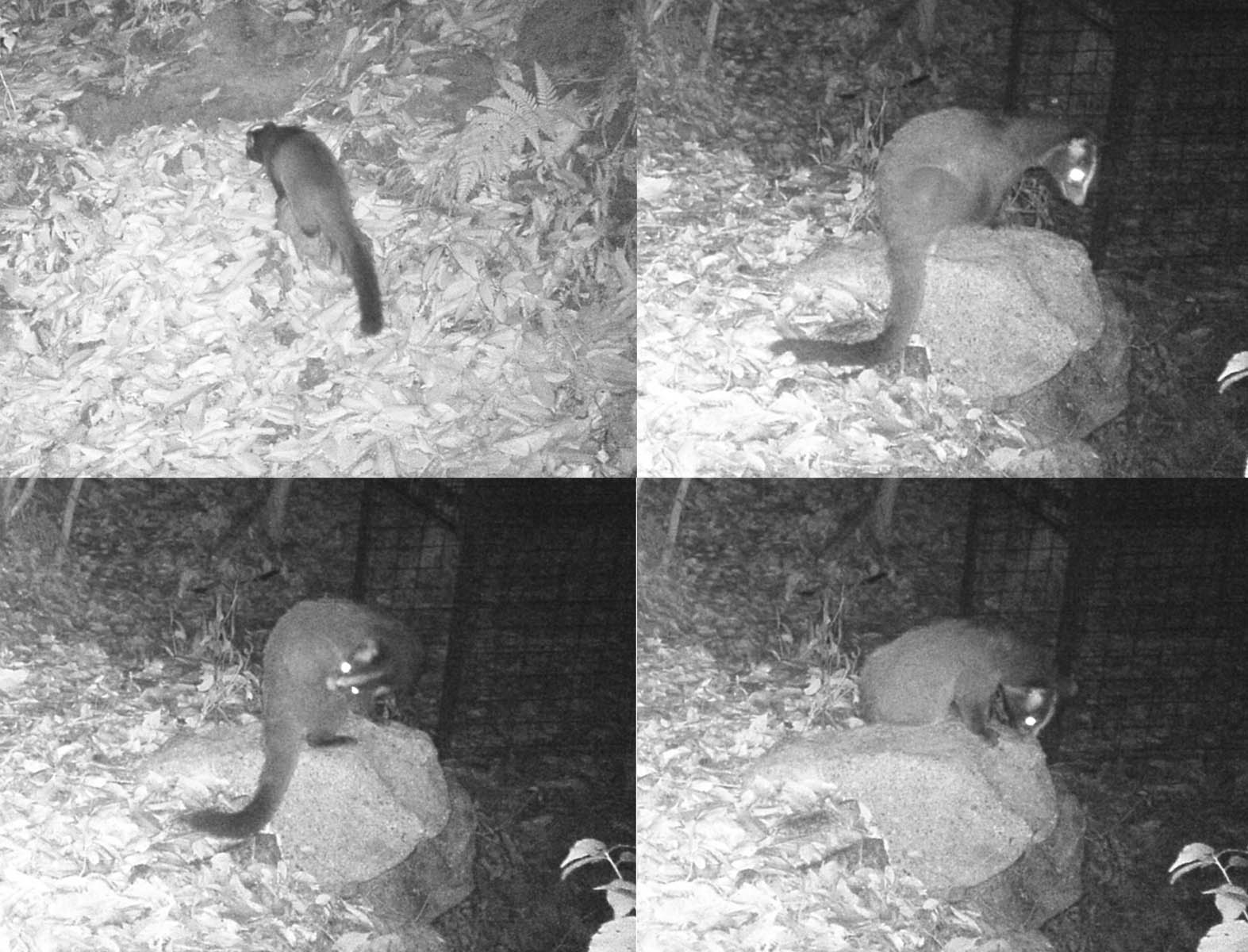 ハクビシン出没