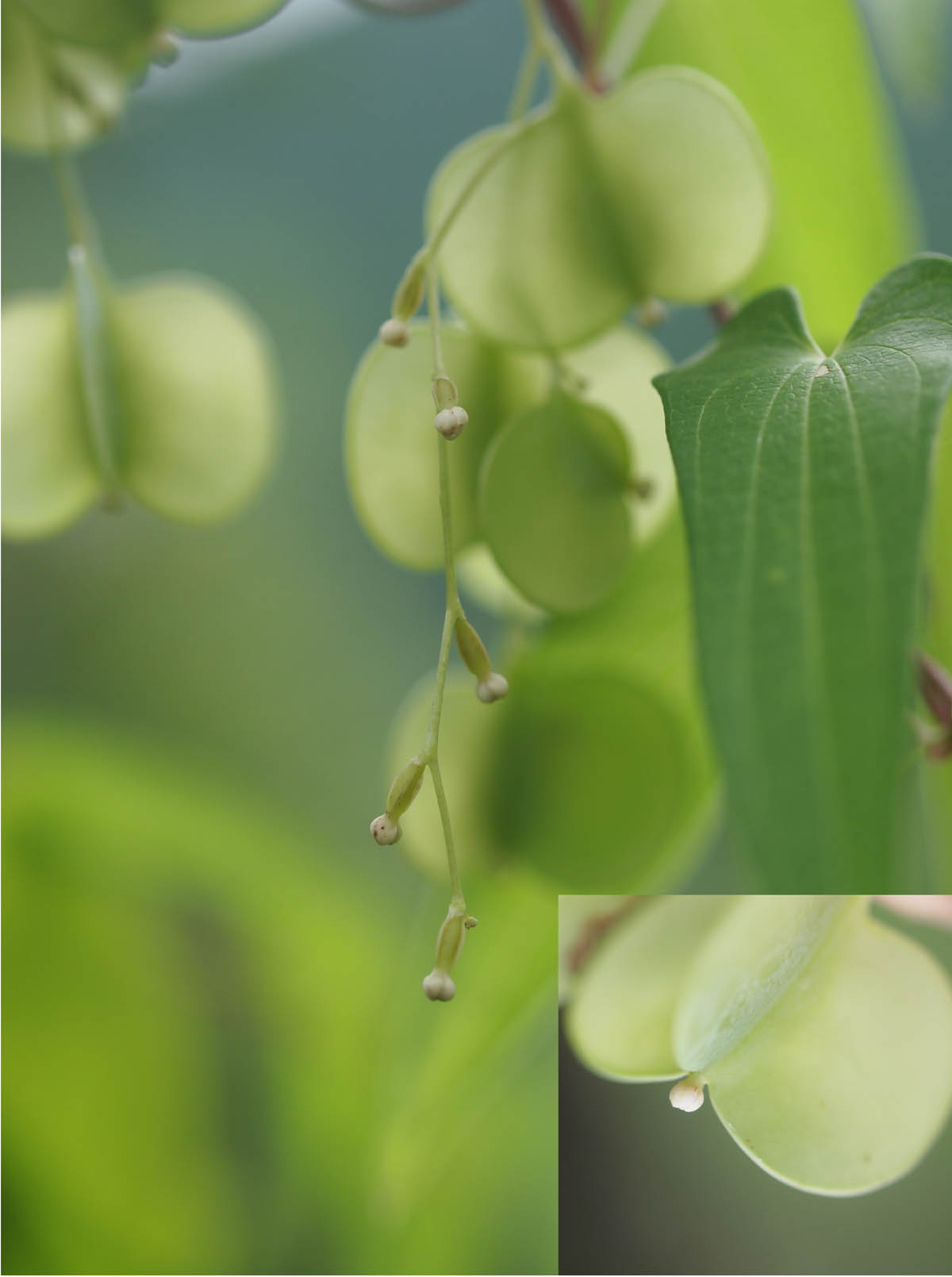 フェンスに絡まる蔓植物3種