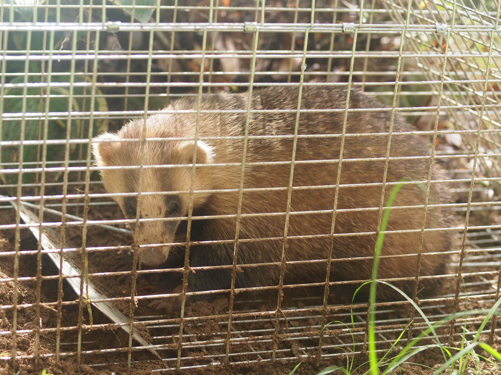 アナグマとフェイジョア
