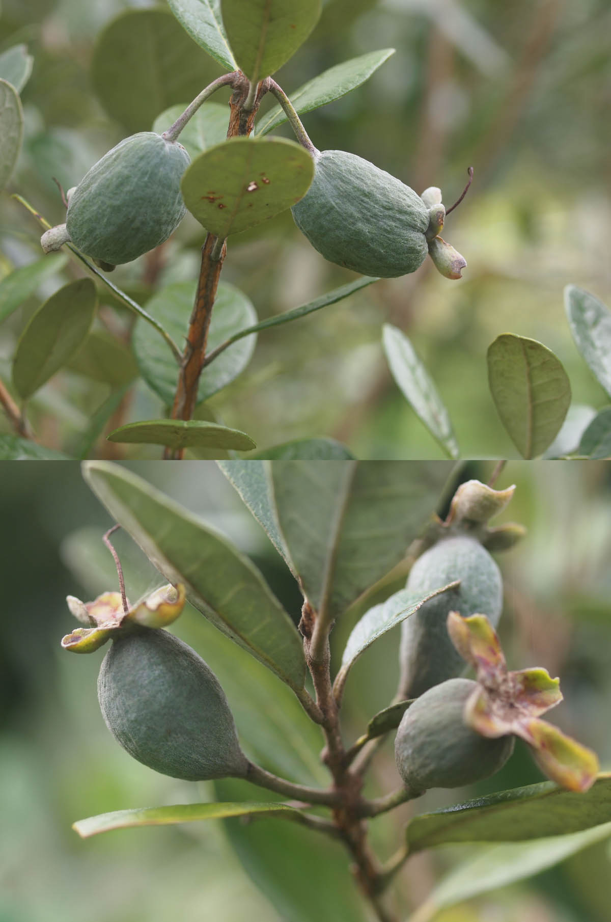 台風に倒れたフェイジョア