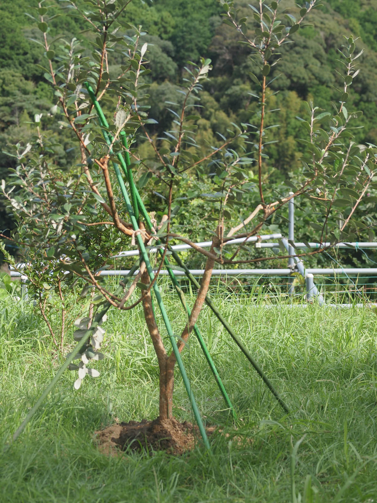 フェイジョアの治療とヒガンバナ