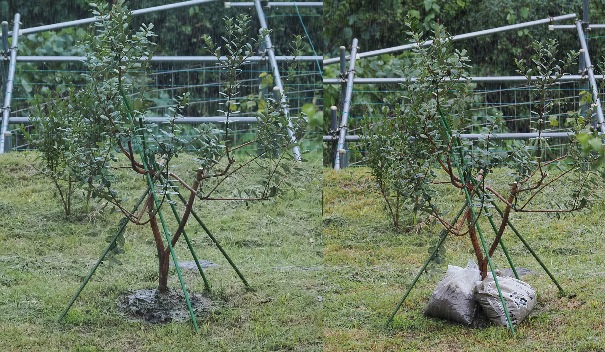フェイジョアの修復と激流