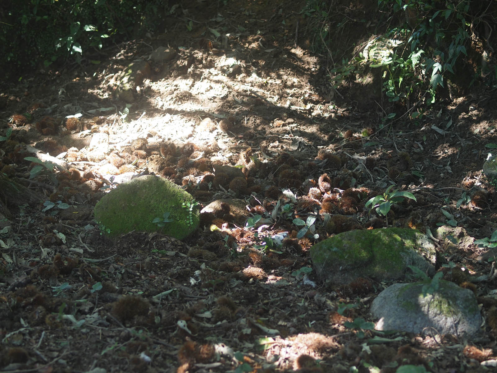 栗を食べに来る動物たち