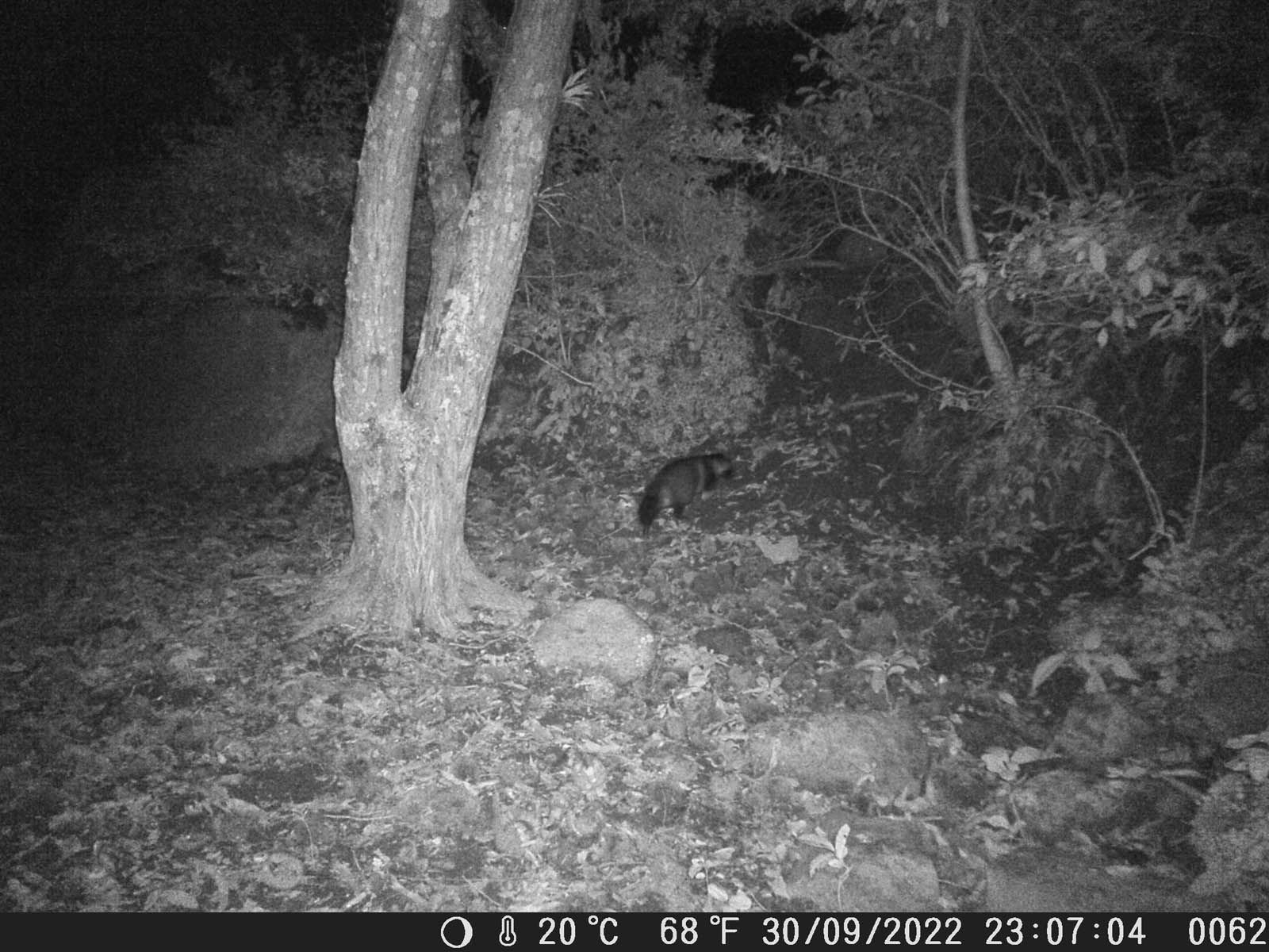 続・栗を食べに来る動物たち