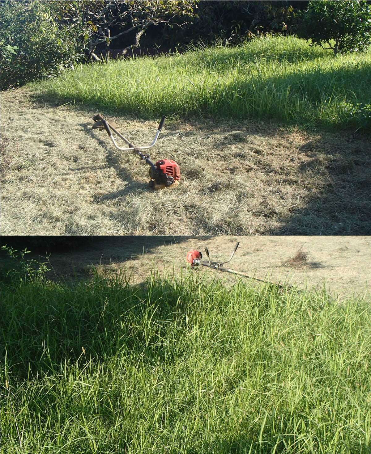 草刈りと野草の花