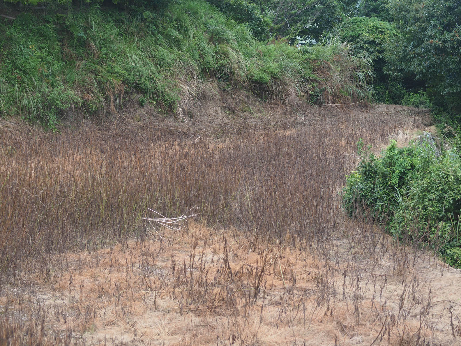 耕作放棄地では