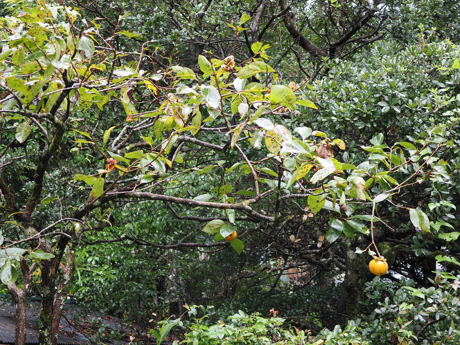 柿泥棒とモクセイ2種の花