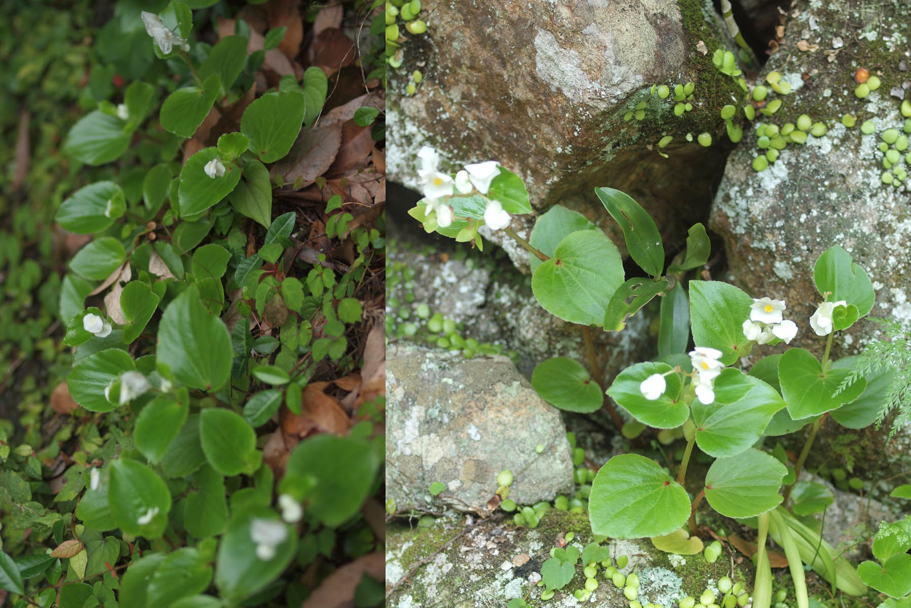 保護中: シュウカイドウとアシダカグモ
