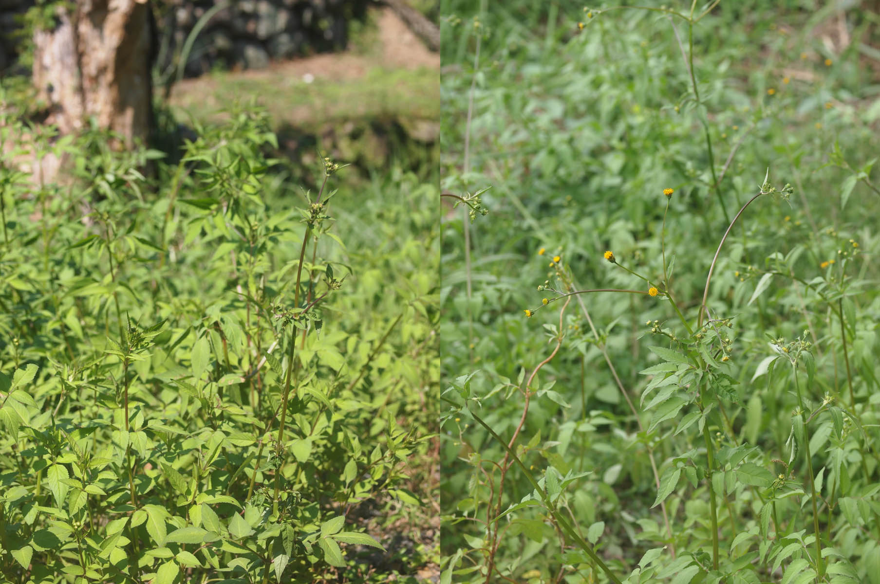 衣服にひっつくコセンダングサ