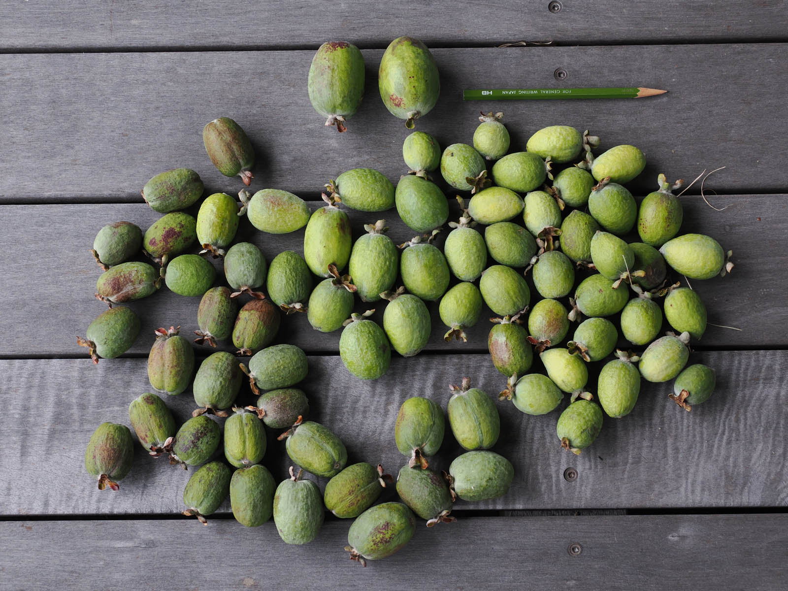 フェイジョアの実と食害