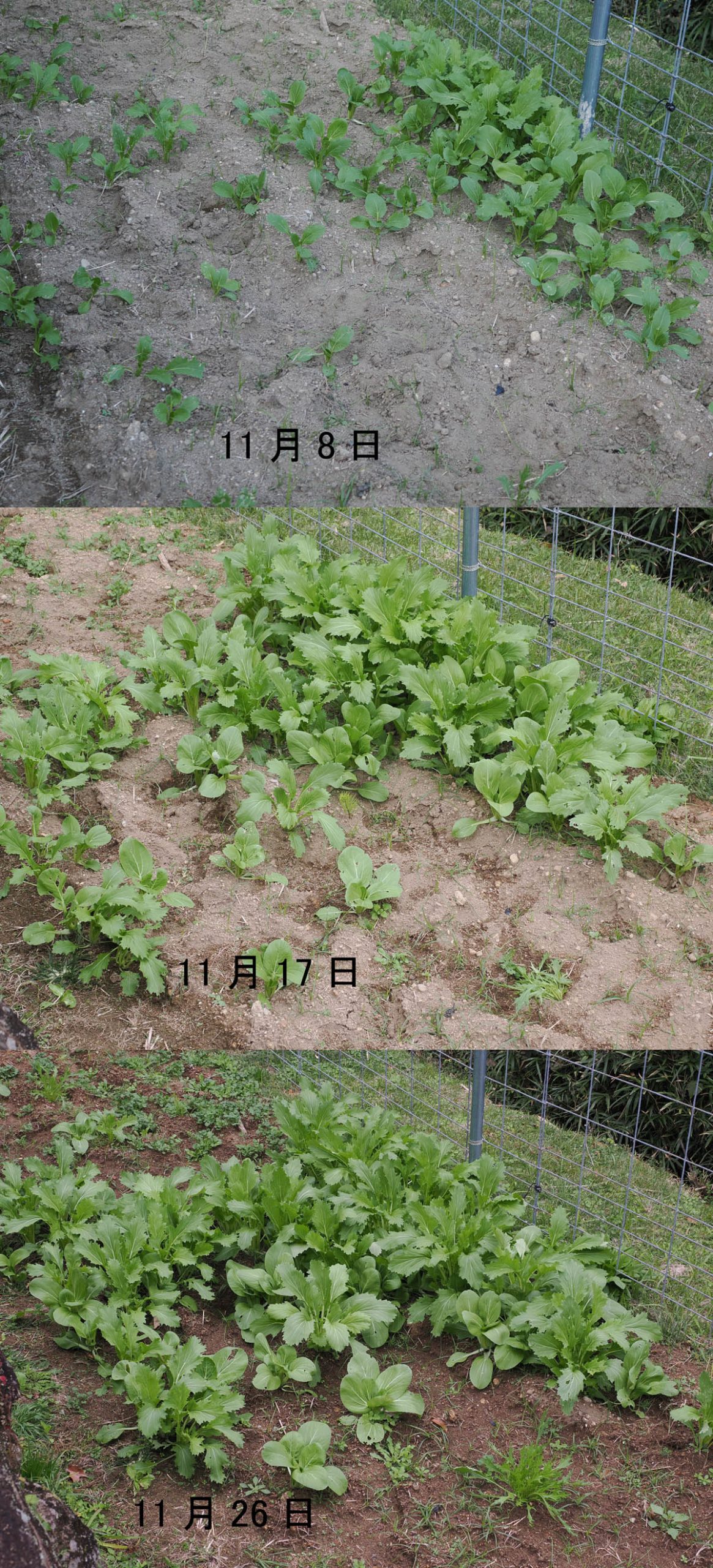 野菜の雑種？