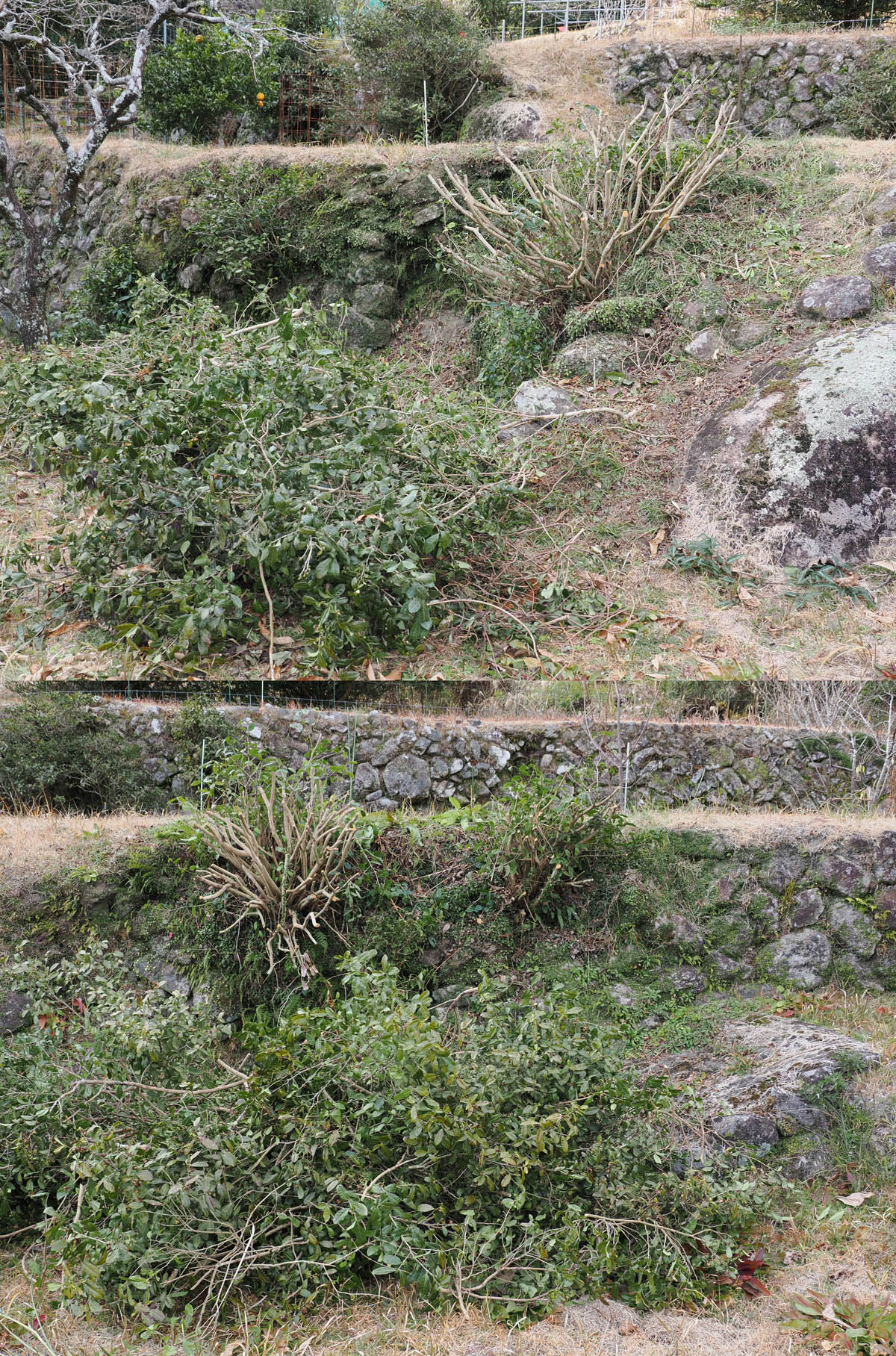 チャノキの剪定と雉