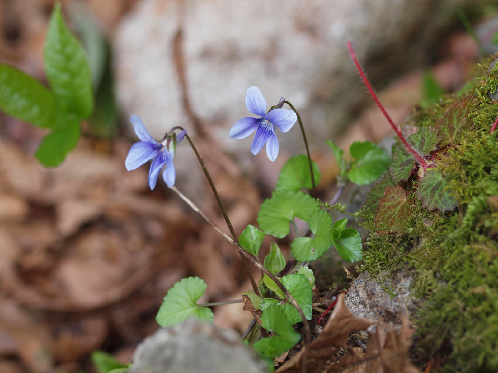 野草の花