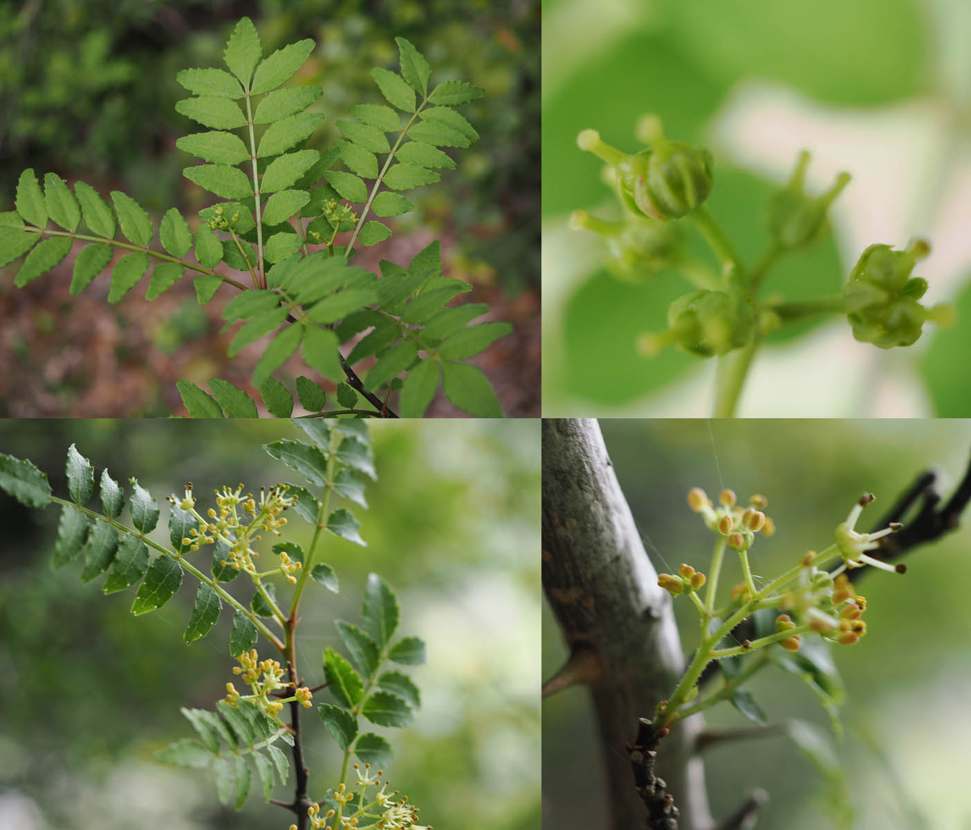 庭木の花とアジサイの挿し木