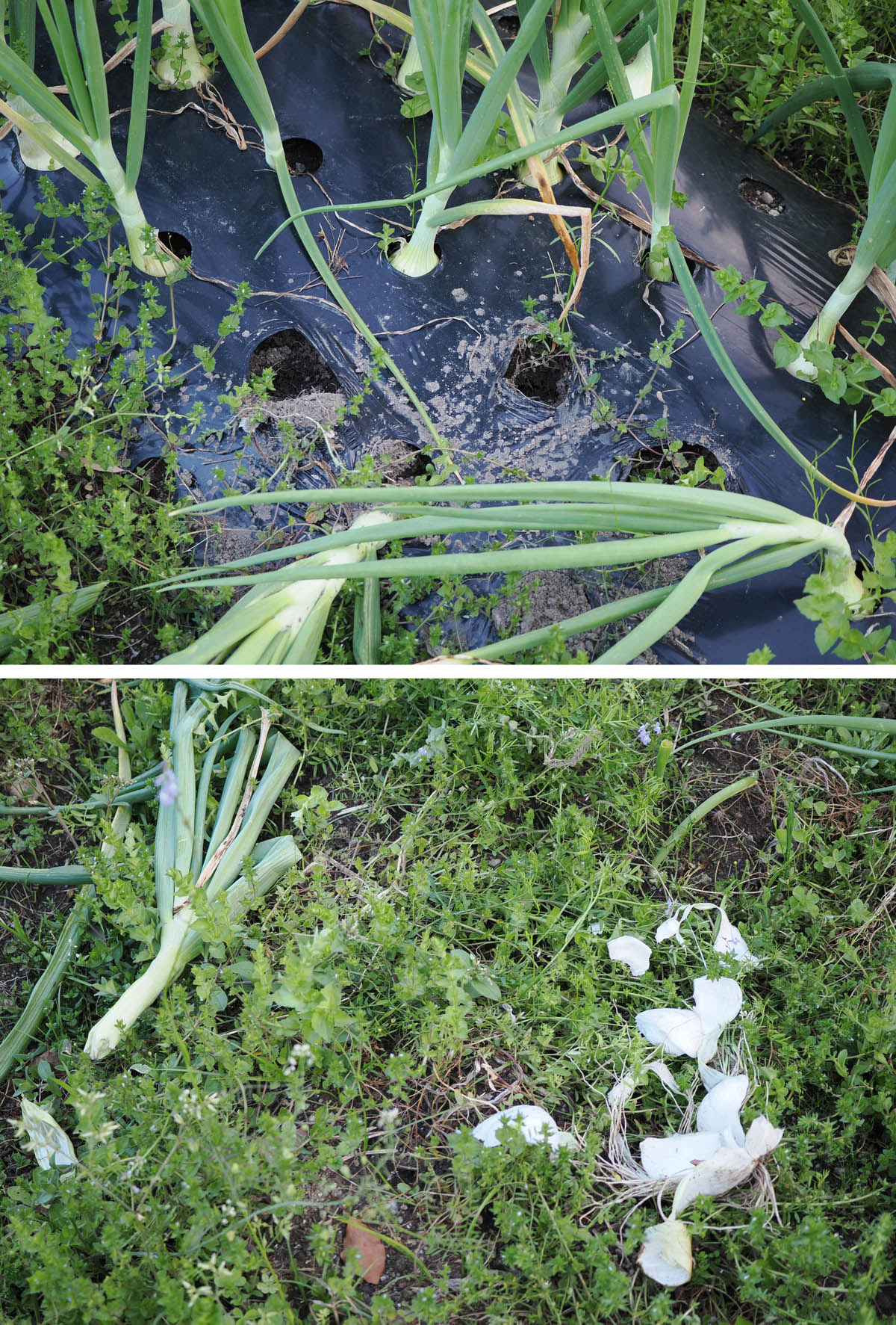 また猿の襲撃だ