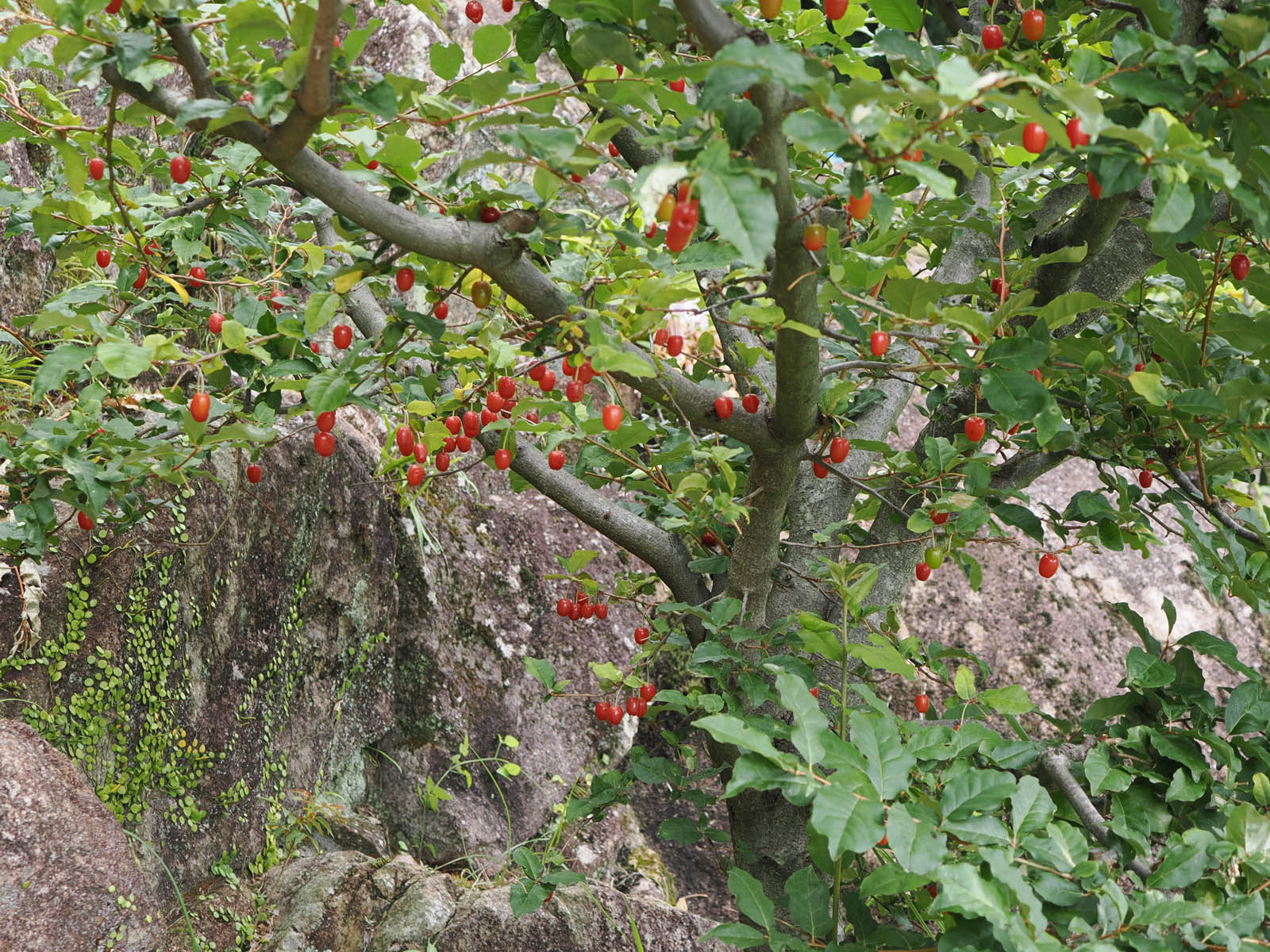 たくさんの木の実