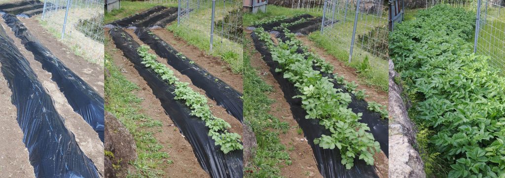 猿被害後のジャガイモの収穫