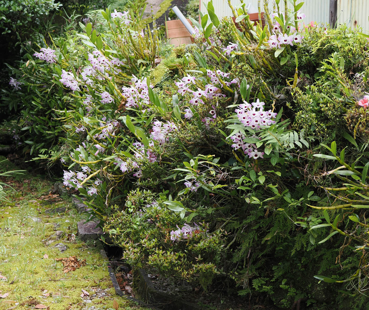 我が家の蘭たち