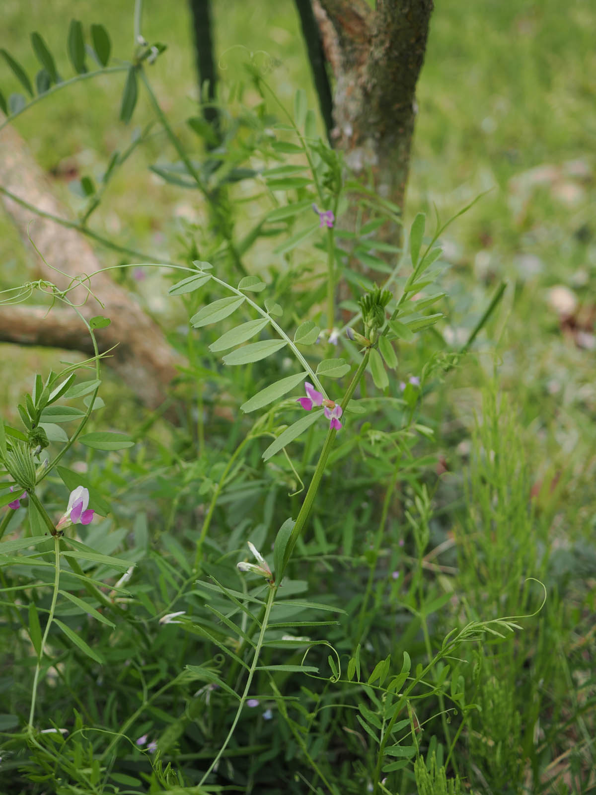 エンドウの仲間の雑草3種