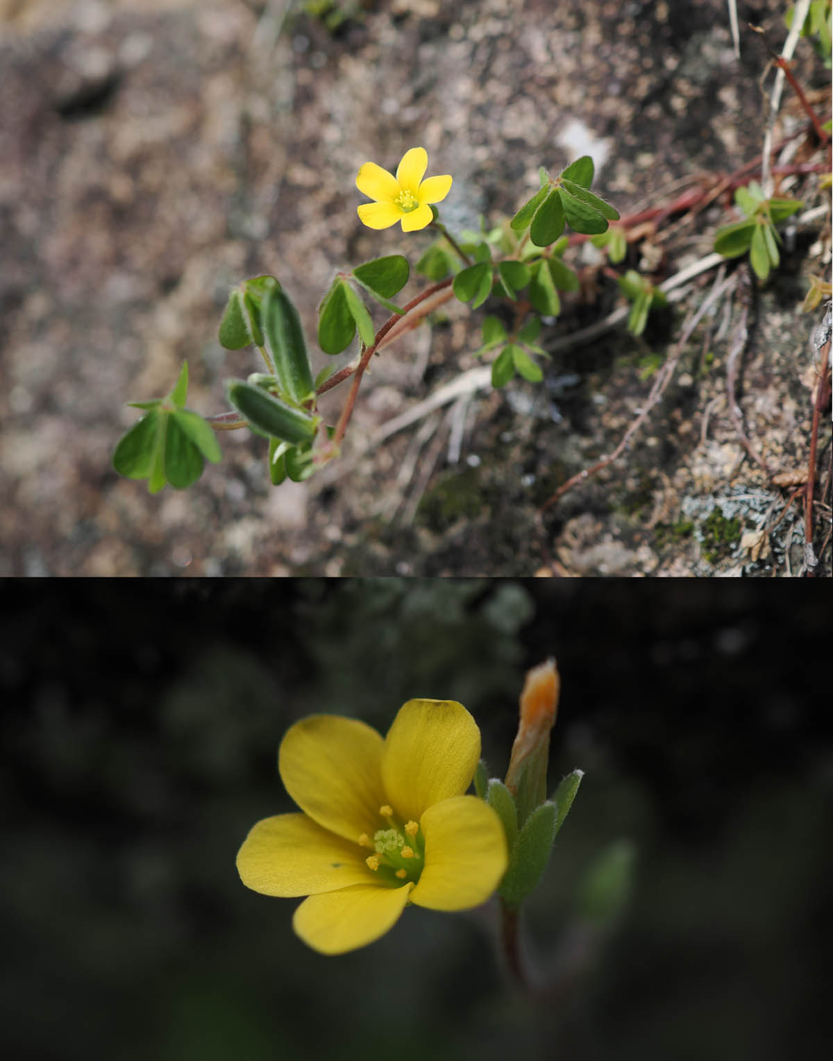 カタバミの仲間2種