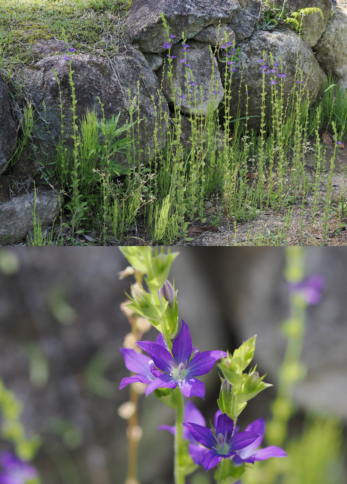 外来種の多い野草