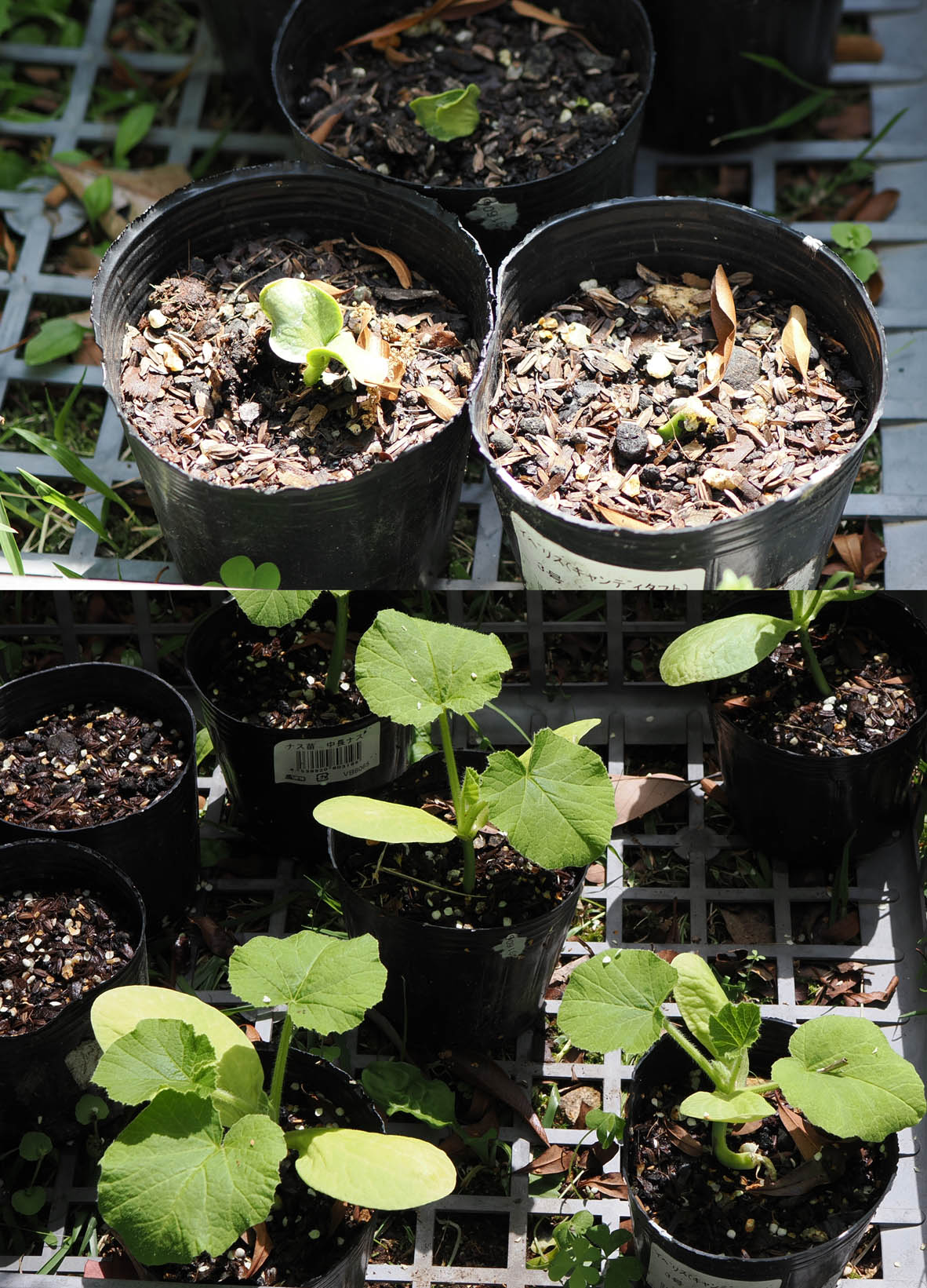 カボチャ栽培と食害