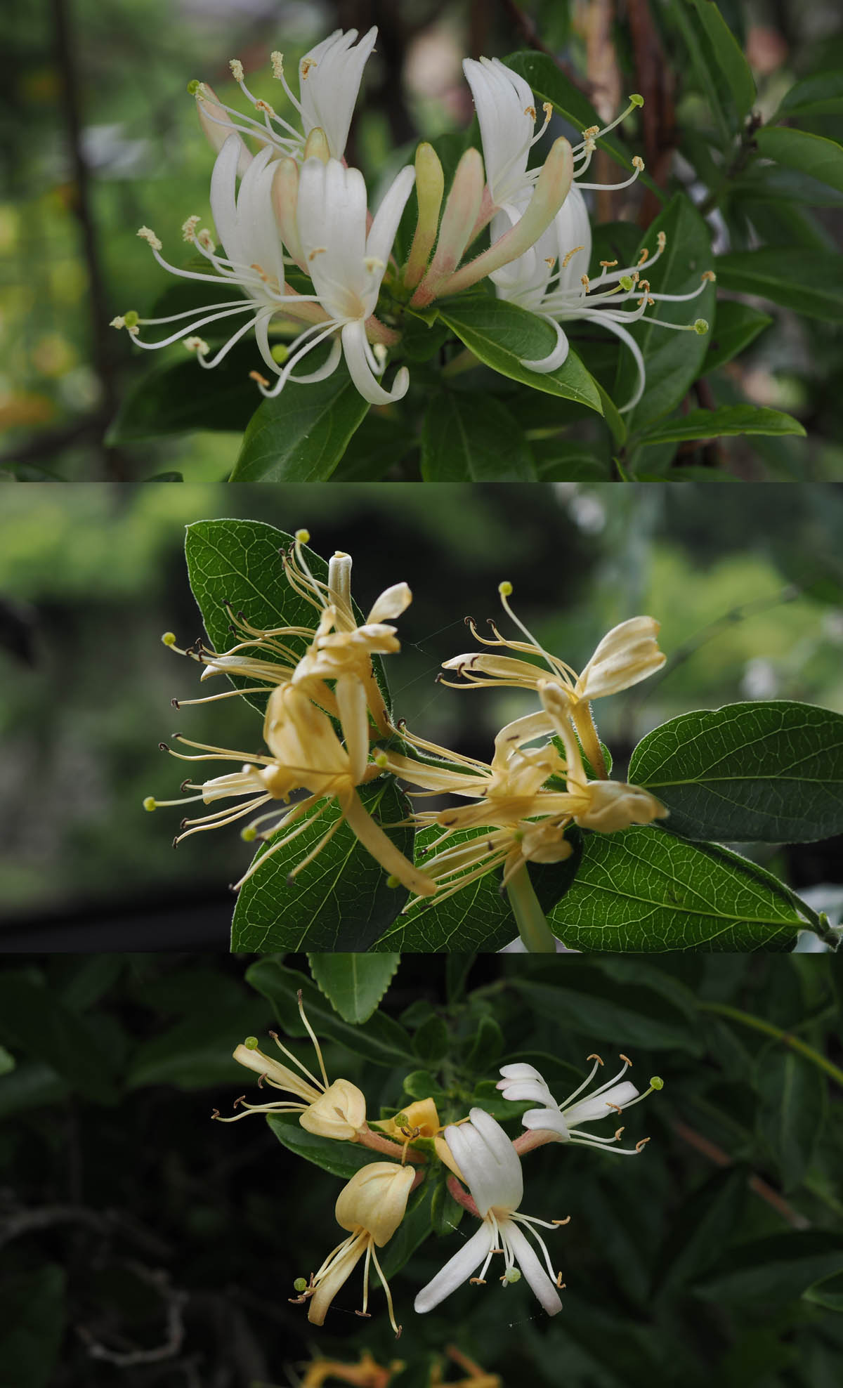 フェンスに絡まるスイカズラ