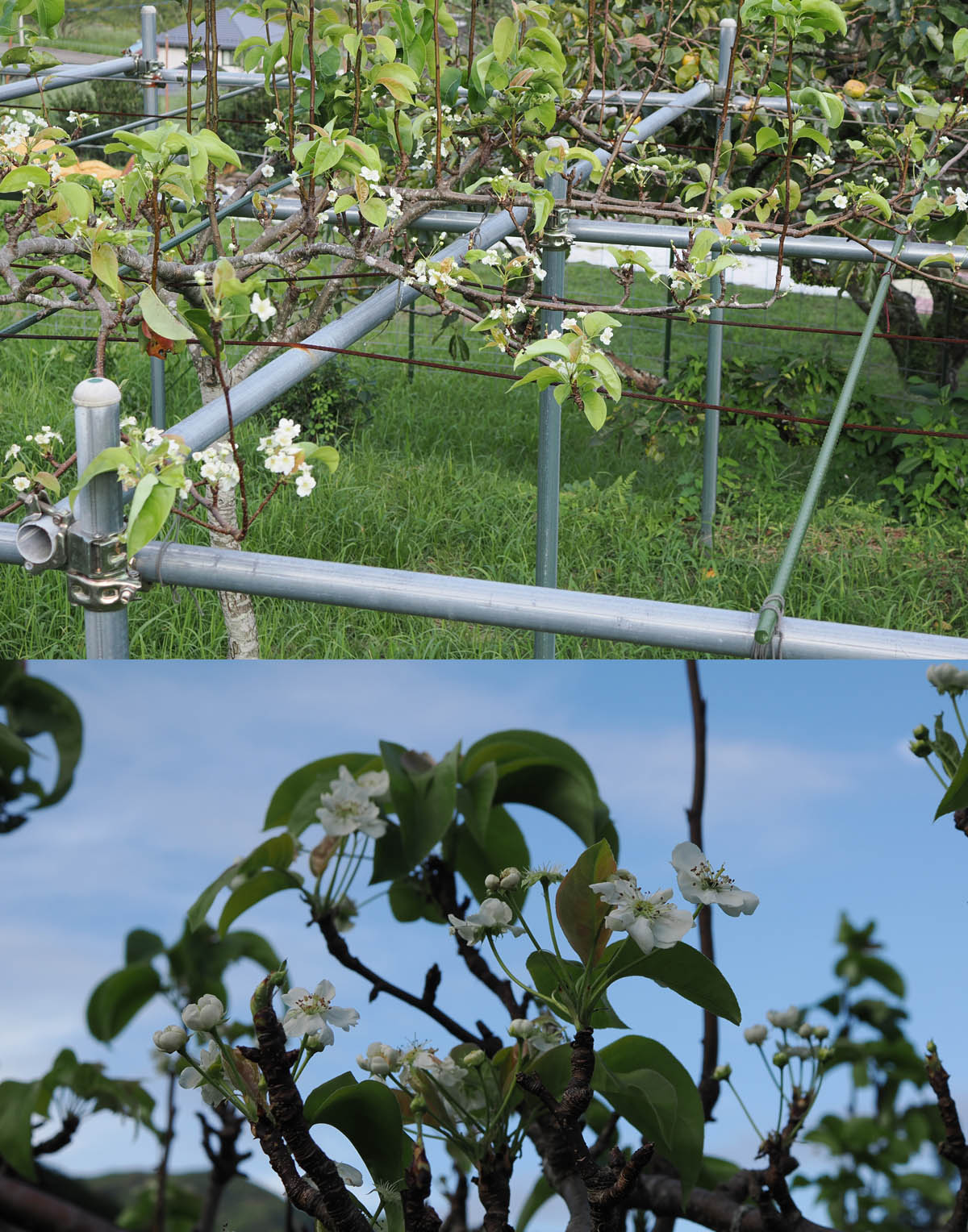 狂い咲きと栗の収穫