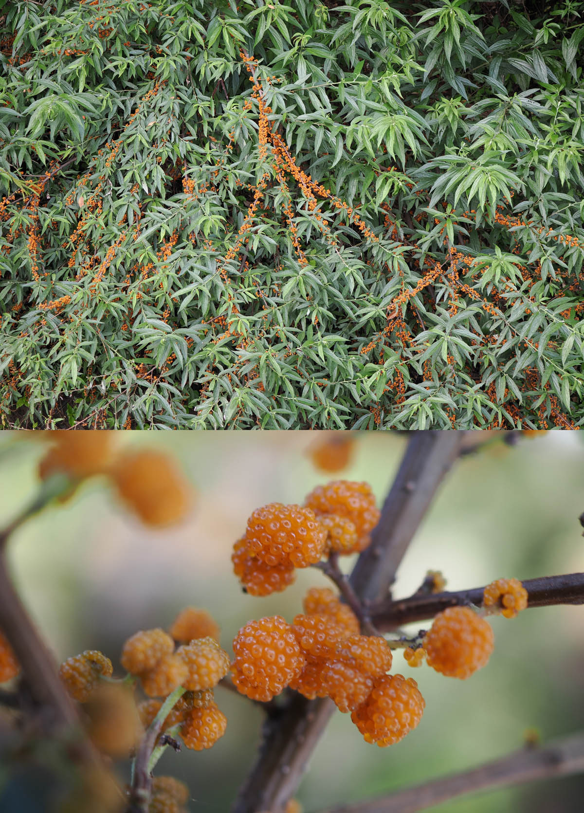 ヤナギイチゴの実